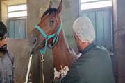 آغاز عملیات پایش سرمی بیماری مشمشه در جمعیت اسب های شهرستان بافق